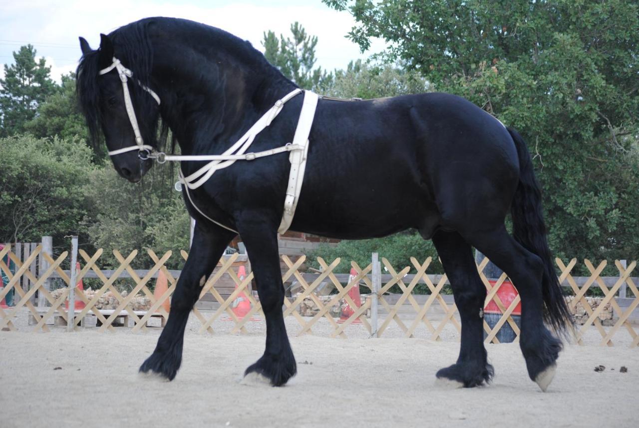 Les Gites Du Parc Animalier De Ginasservis Zewnętrze zdjęcie