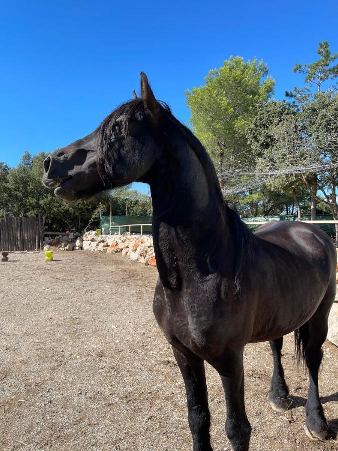 Les Gites Du Parc Animalier De Ginasservis Zewnętrze zdjęcie