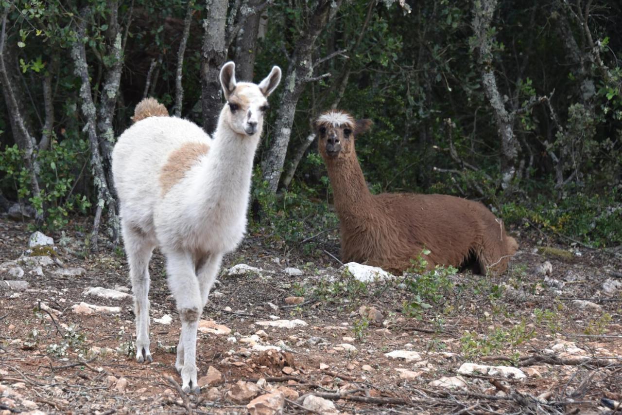 Les Gites Du Parc Animalier De Ginasservis Zewnętrze zdjęcie